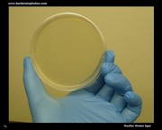 mueller hinton agar plate